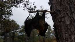 Image of Madagascan Flying Fox