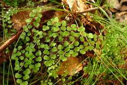 Image of Adiantum aethiopicum L.