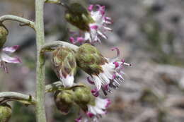 Leucheria floribunda DC. resmi