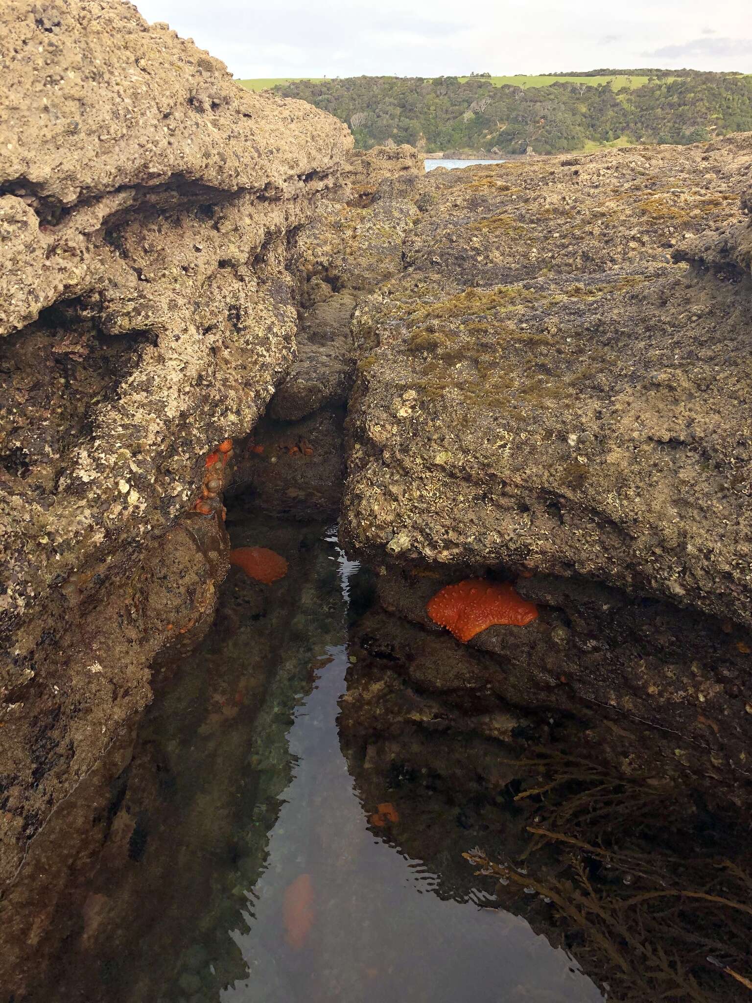 Plancia ëd Polymastia aurantia Kelly-Borges & Bergquist 1997