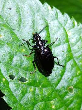 Image of Physodera eschscholtzii Parry 1849