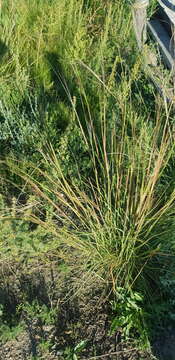 Image de Stipa krylovii Roshev.