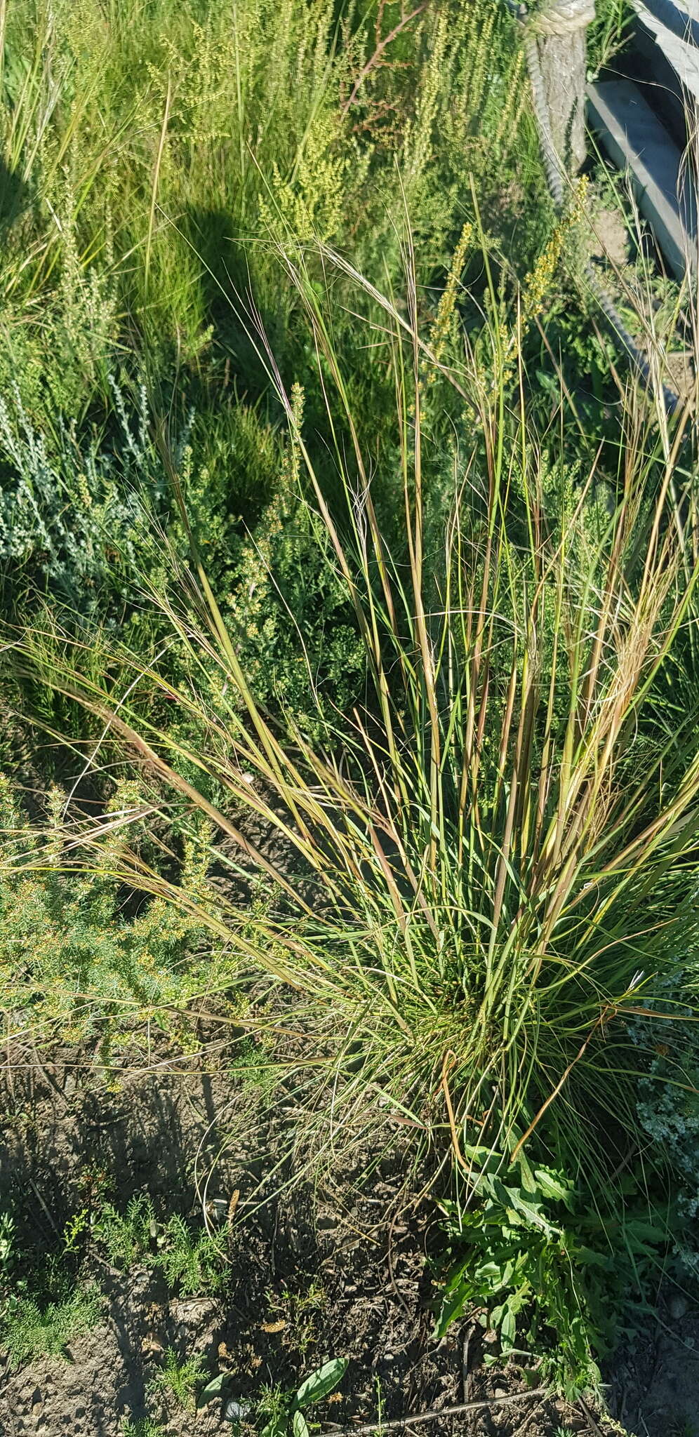 Imagem de Stipa krylovii Roshev.