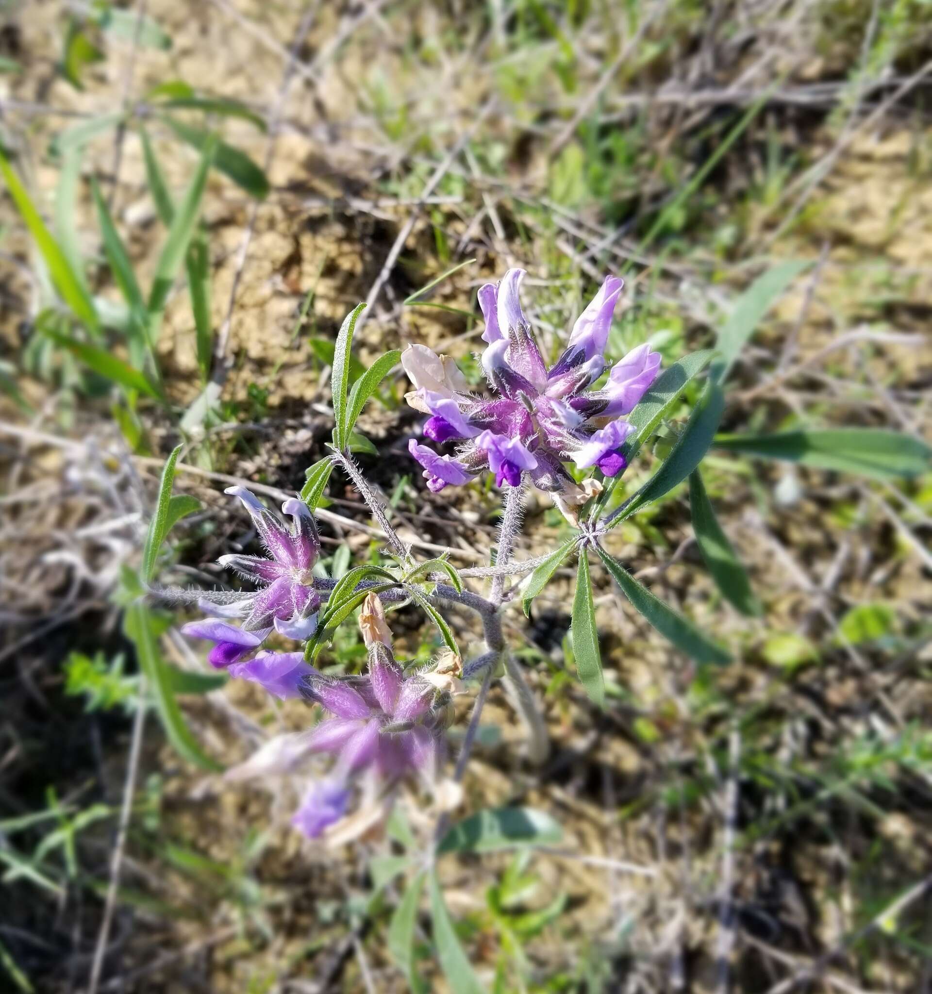 Imagem de Psoralea latestipulata Shinners