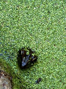 Image of Lithobates magnaocularis (Frost & Bagnara 1974)