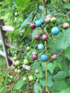 Image of Amur peppervine