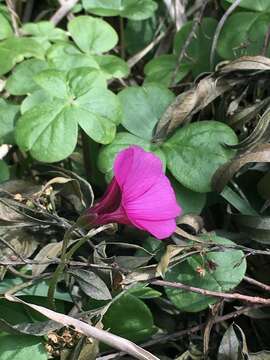 Image of Oxalis brasiliensis Lodd.