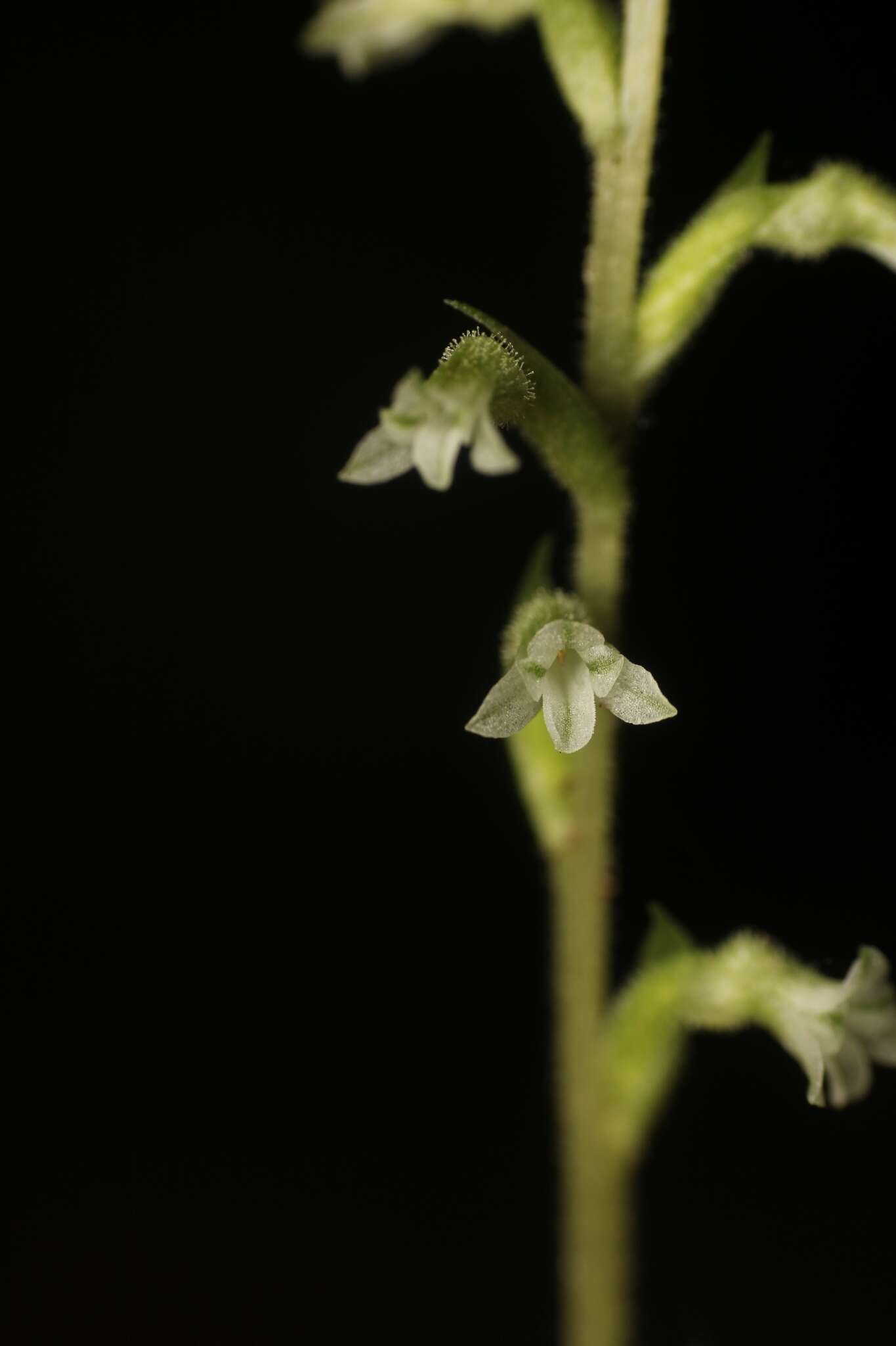 Image of Costa Rican lady's tresses