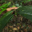 Image of Glyptopetalum grandiflorum Beddome