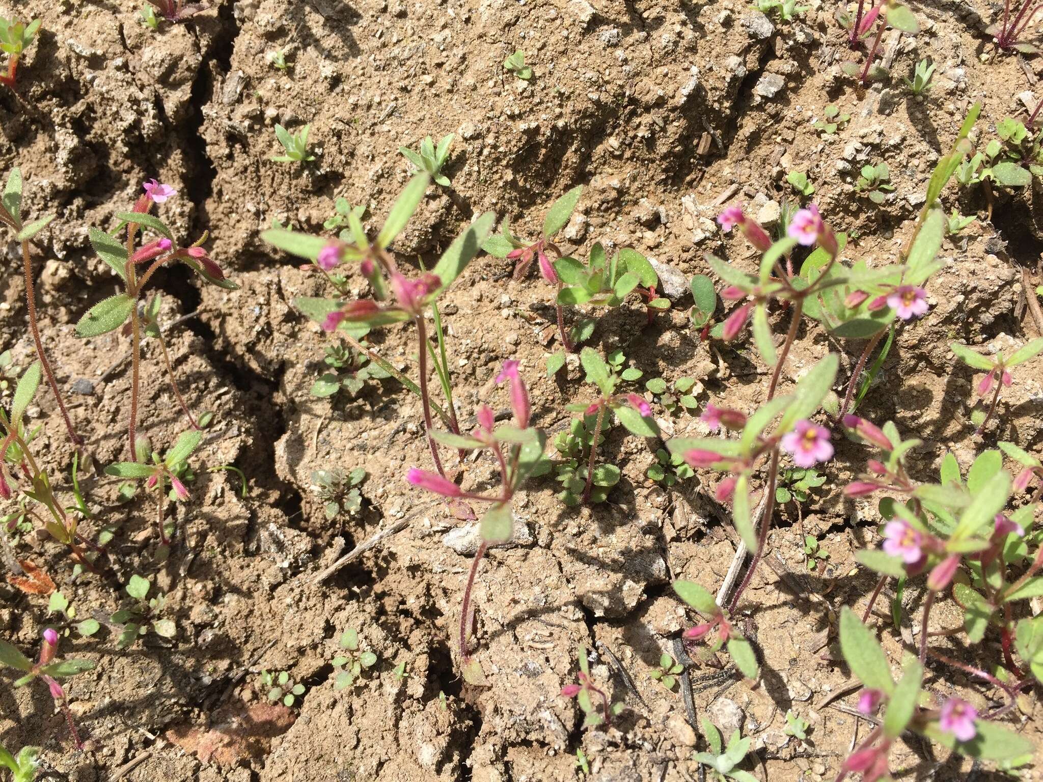 Image of Brewer's Monkey-Flower