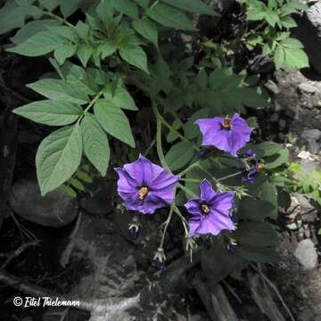 Plancia ëd Solanum etuberosum Lindl.