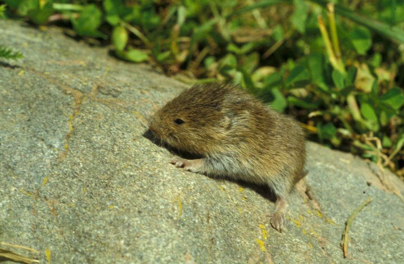 Image of Gerbe's Vole