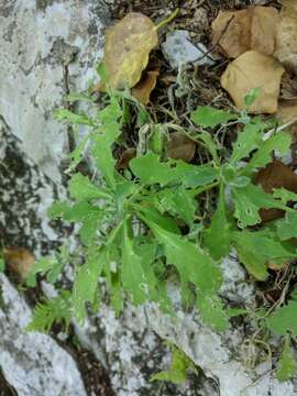 Image of Gray rockcress