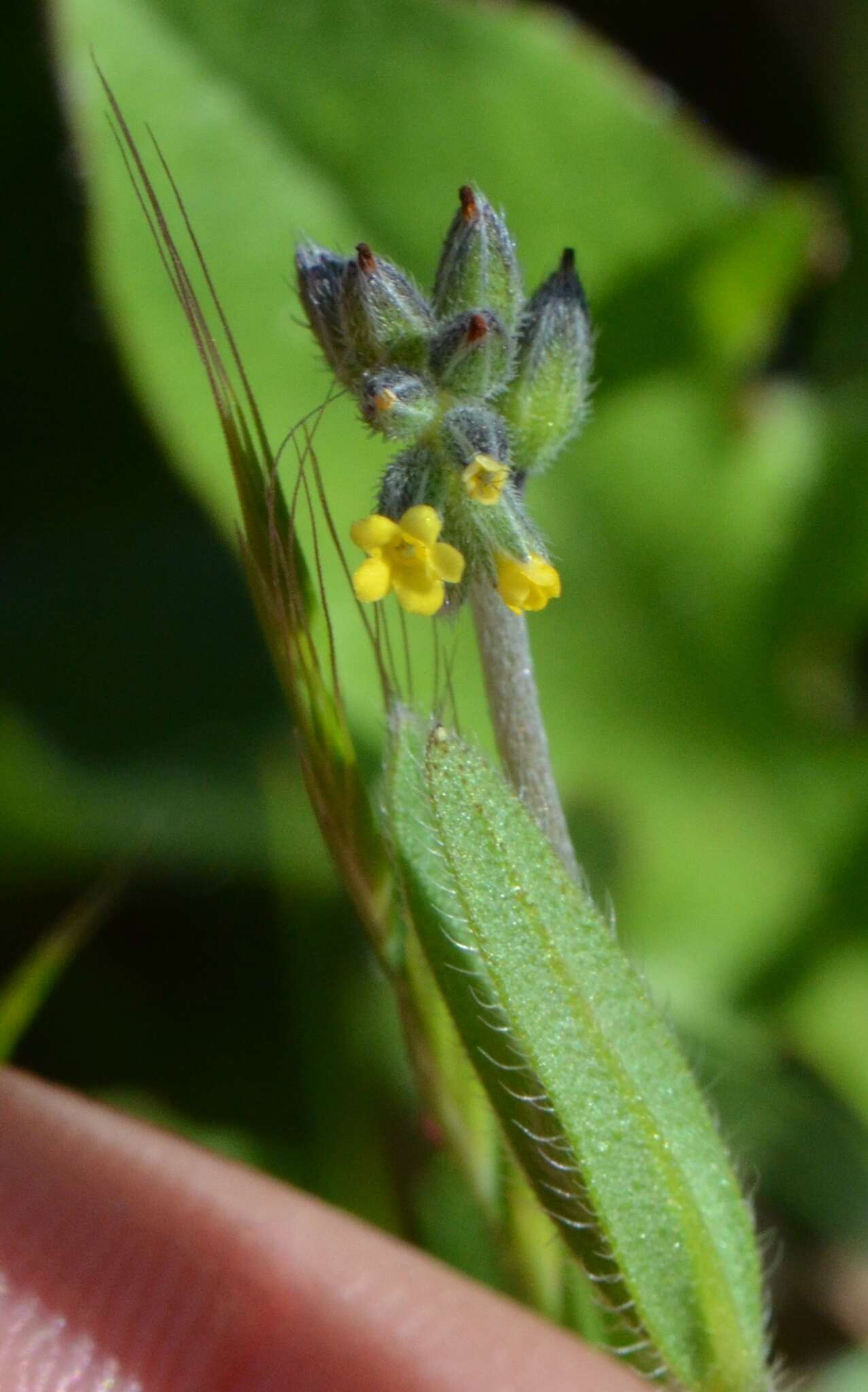 Imagem de Myosotis balbisiana Jordan