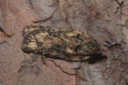 Image of Acleris abietana Hübner 1823