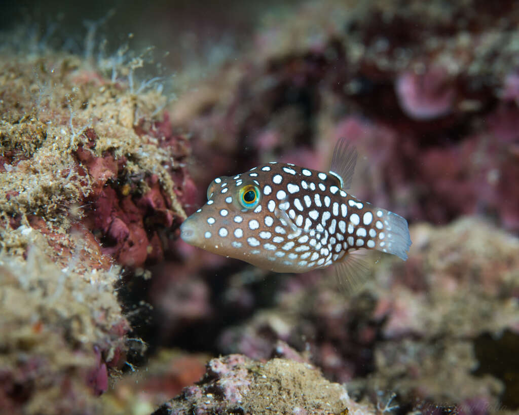 Image of Hawaiian Whitespotted Toby