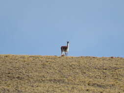 Image de guanaco