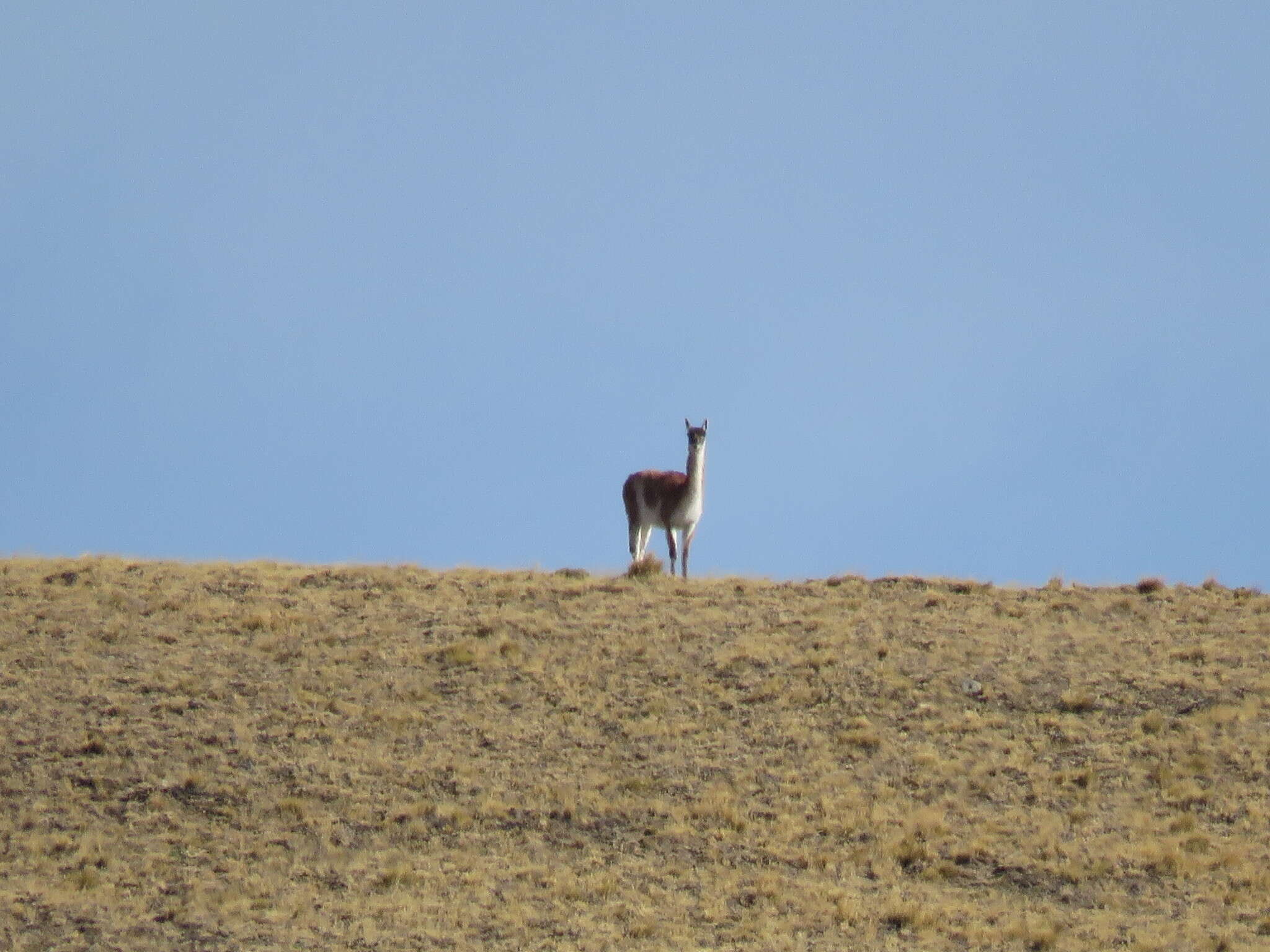 Image of Guanaco