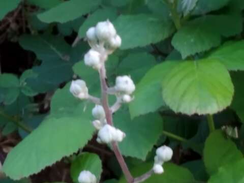 Sivun Rubus ulmifolius var. ulmifolius kuva