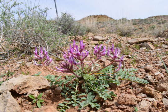 Imagem de Astragalus holmgreniorum R. C. Barneby