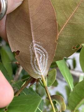 Image of Rugose spiraling whitefly