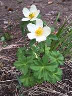 Image of American globeflower