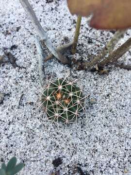 Melocactus violaceus subsp. margaritaceus N. P. Taylor resmi