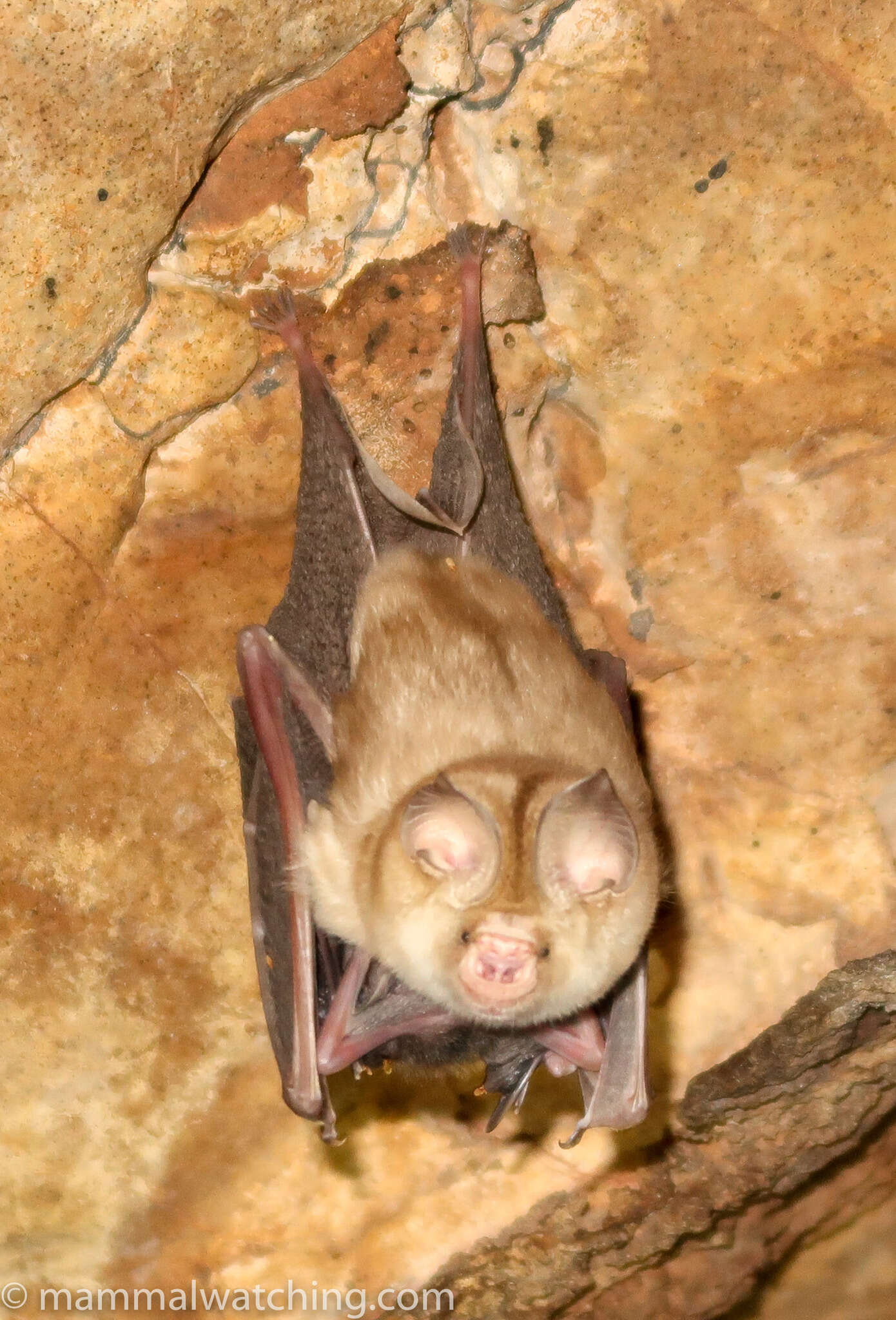 Слика од Hipposideros caffer (Sundevall 1846)