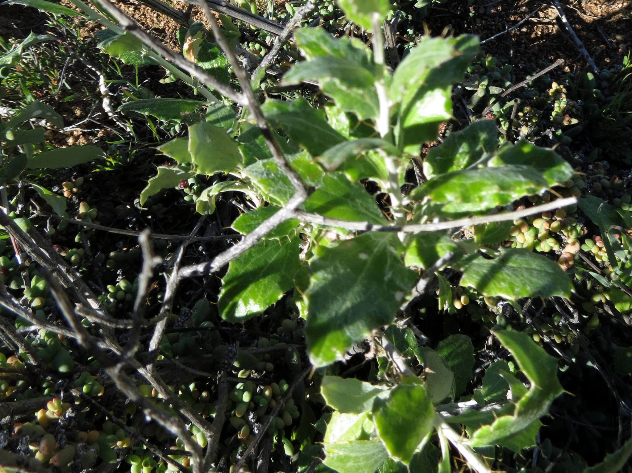 Image of Berkheya fruticosa (L.) Ehrh.