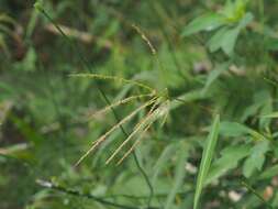 صورة Microstegium fasciculatum (L.) Henrard