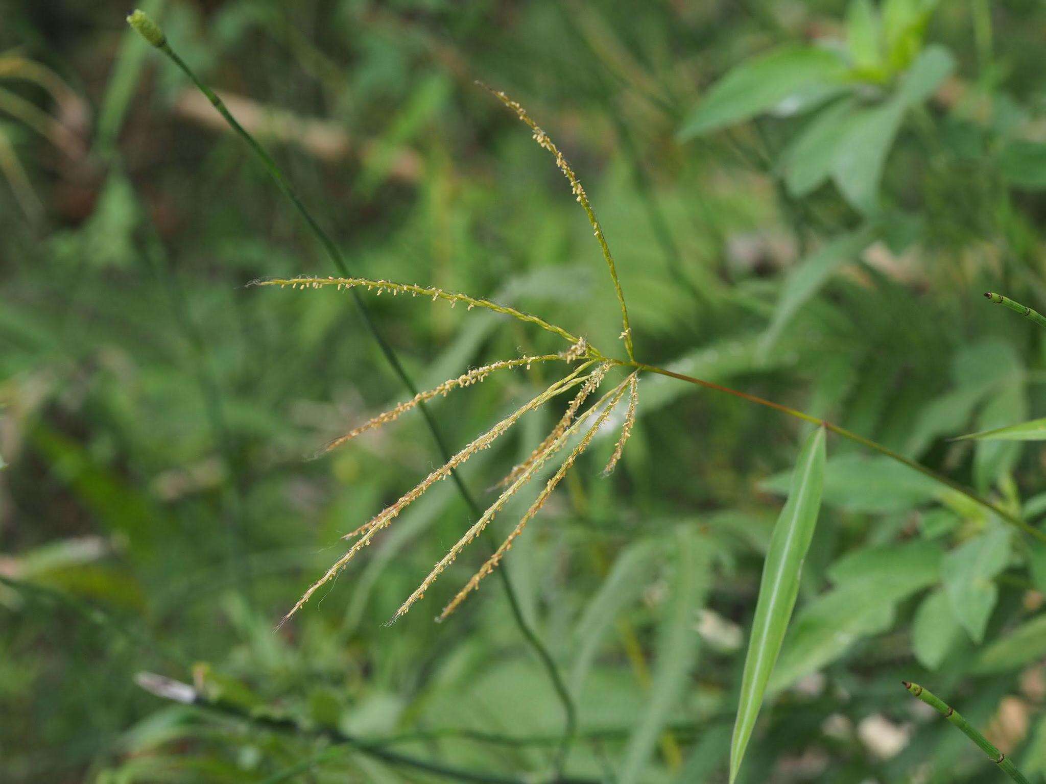 صورة Microstegium fasciculatum (L.) Henrard