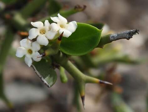 Image de Carissa haematocarpa (Eckl.) A. DC.