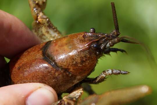 Image of <i>Cambarus eeseeohensis</i>