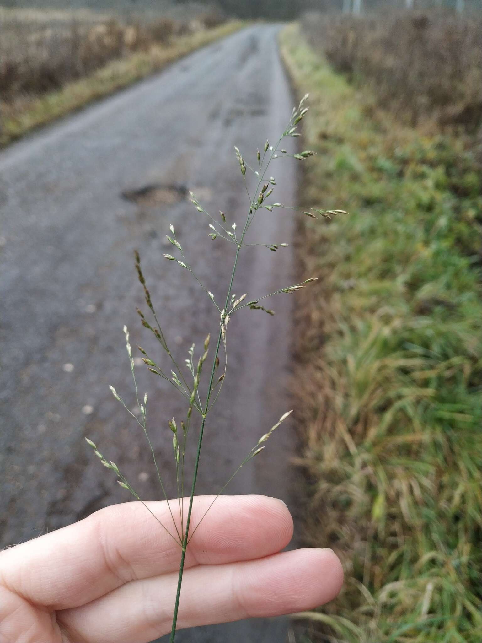 Imagem de Poa palustris L.