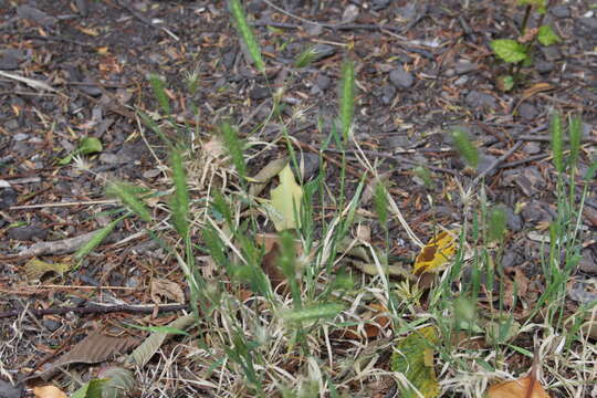 Hordeum murinum subsp. murinum的圖片