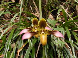 Image de Paphiopedilum hirsutissimum (Lindl. ex Hook.) Stein