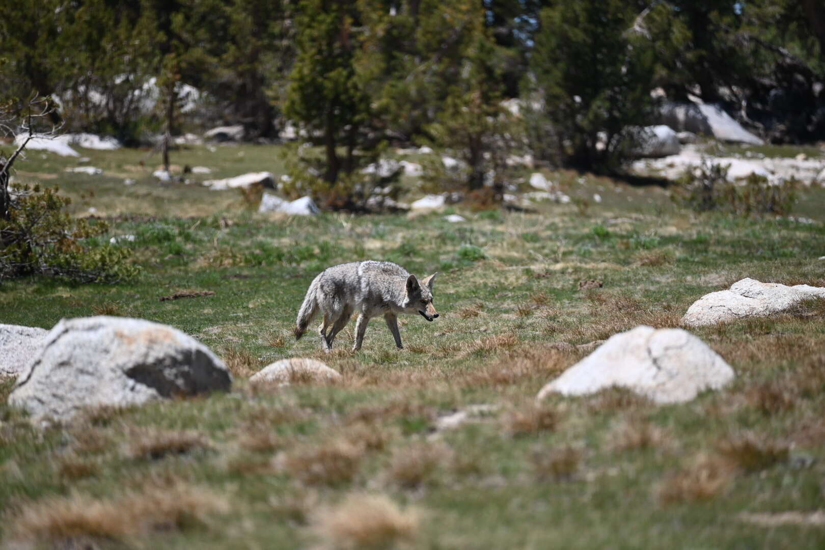 Sivun Canis latrans lestes Merriam 1897 kuva