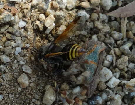 Image of Mexican Honey Wasp