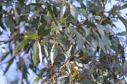 صورة Eucalyptus microcarpa (Maiden) Maiden