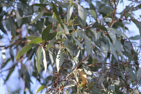 Image of Eucalyptus microcarpa (Maiden) Maiden