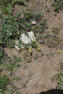 Image of Onosma caucasicum subsp. caucasicum