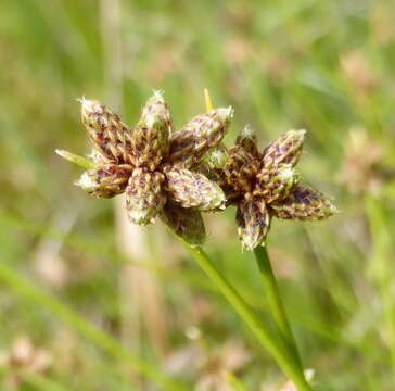 Imagem de Isolepis costata Hochst. ex A. Rich.