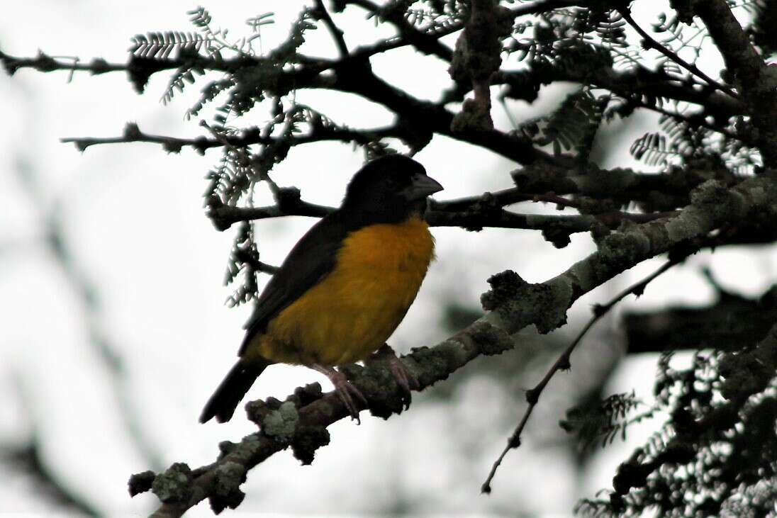 Image de Ploceus bicolor bicolor Vieillot 1819