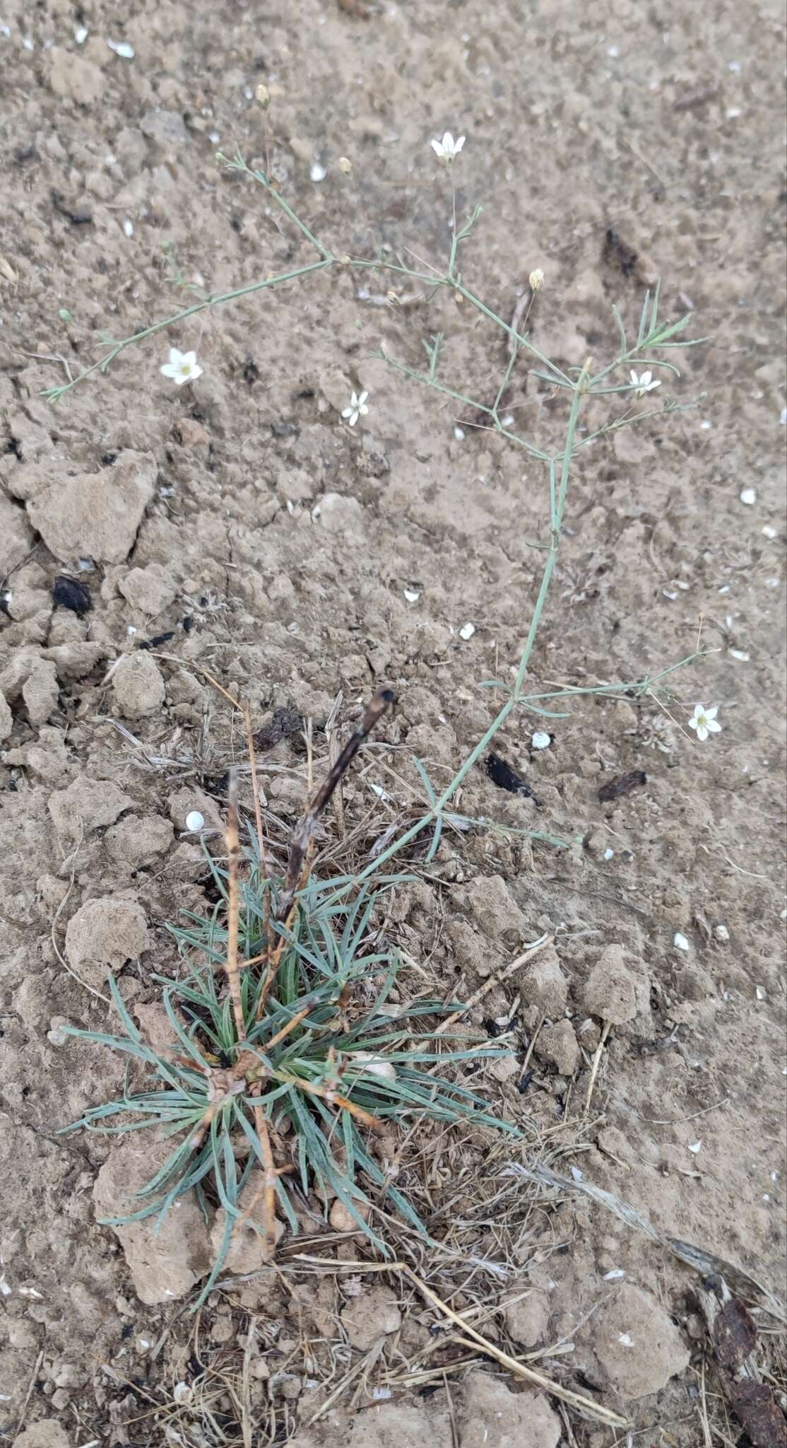 Слика од Gypsophila capillaris (Forsk.) C. Chr.