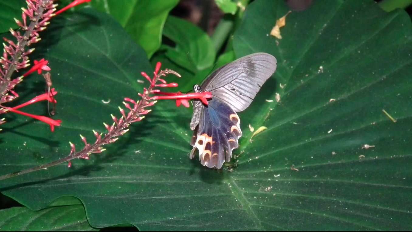 Image of Spangle Butterfly