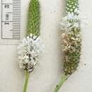 Image of white prairie clover