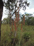 Image of Basil Christian's aloe