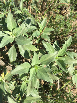 Sivun Encelia californica Nutt. kuva