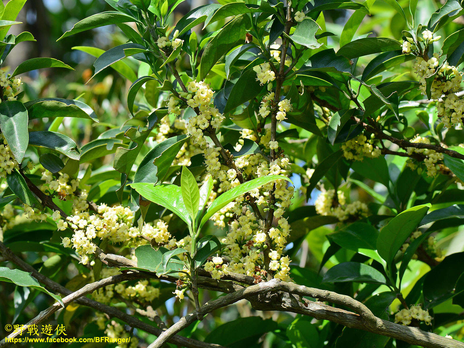 Image de Diplospora dubia (Lindl.) Masam.