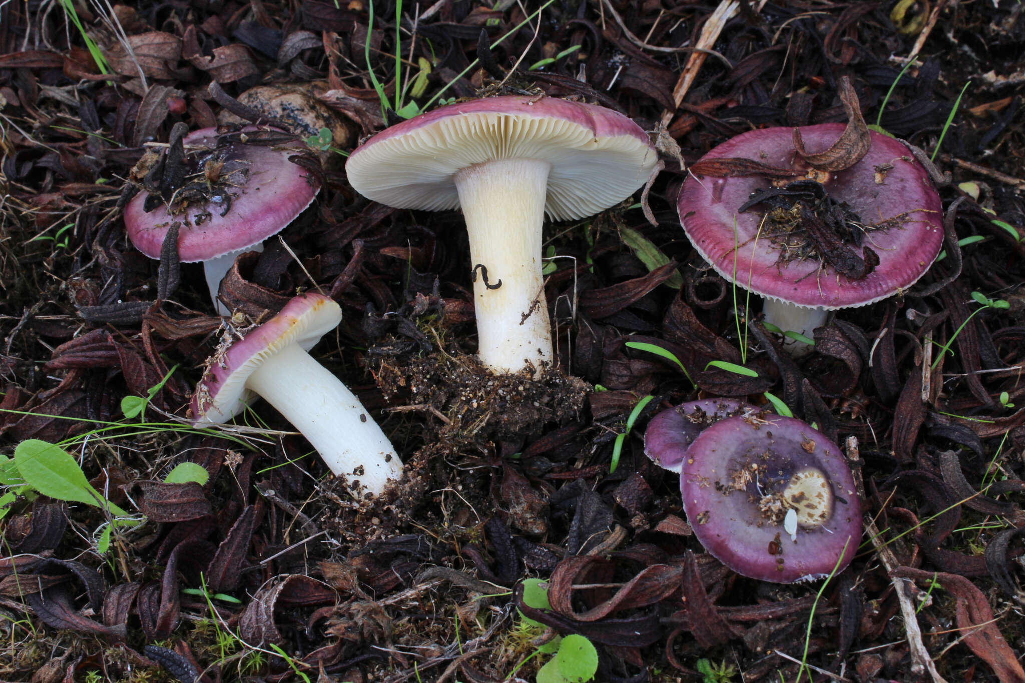 Image of Russula cistoadelpha M. M. Moser & Trimbach 1981